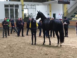 Mehr zu: Zuchtrichterfortbildung im Pferdezentrum Stadl Paura 