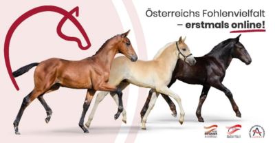 Pferd Austria Onlineauktion 