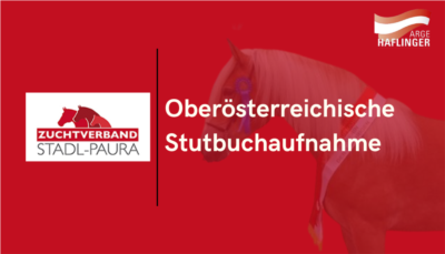 Mehr zu: Oberösterreichische Stutbuchaufnahme Haflinger