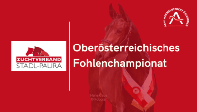 Mehr zu: Oberösterreichisches Fohlenchampionat - Warmblut