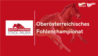Mehr zu: Oberösterreichisches Fohlenchampionat - Haflinger & Noriker